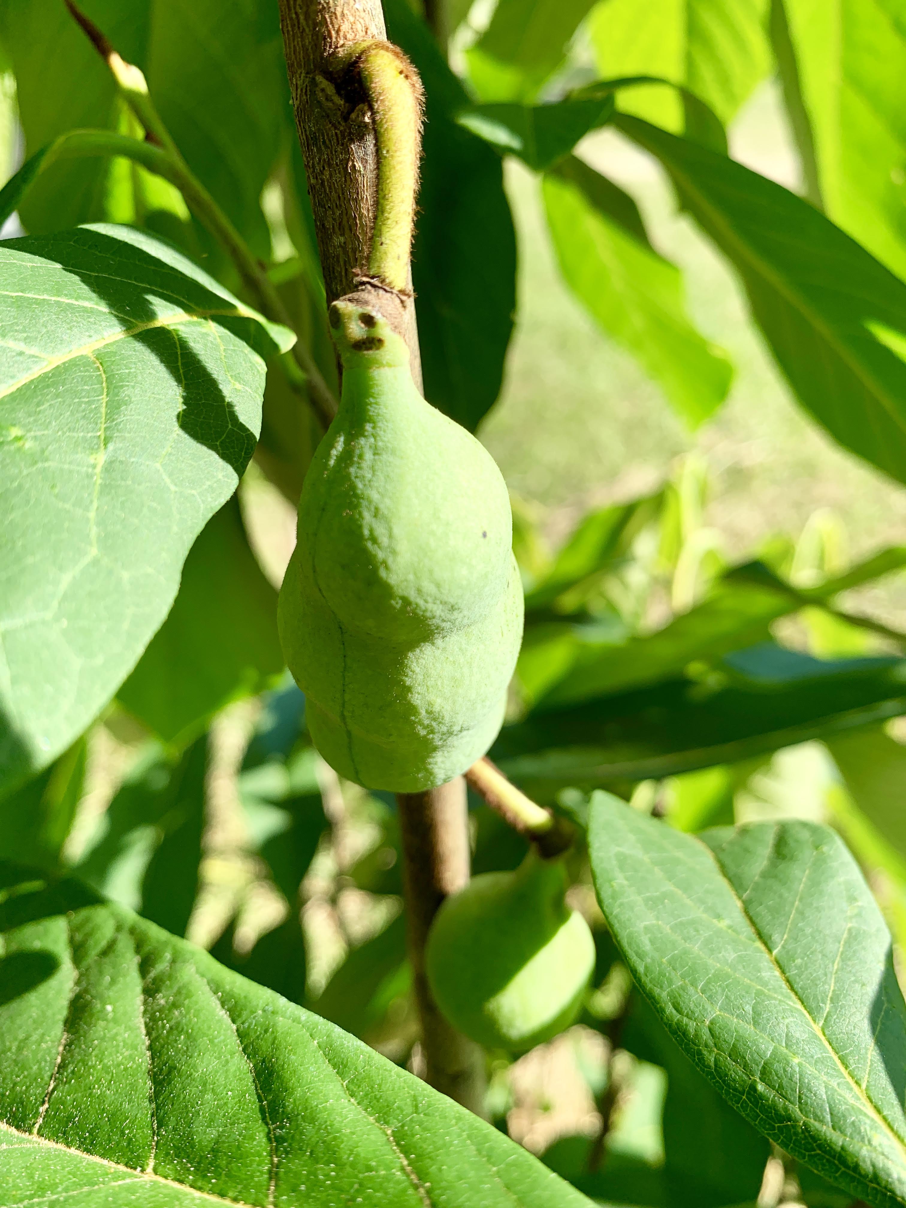 baby fruit